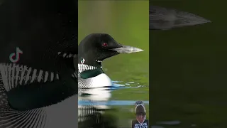 The Common Loon!