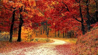 Acoustic Folk Music - Appalachian Trail - Guitar & Banjo Autumn Music Mix