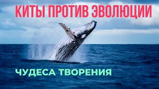 Киты против эволюции || Чудеса творения