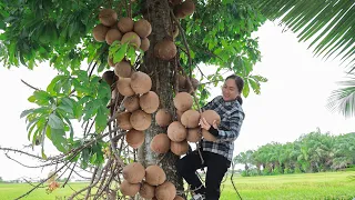 Harvest Couroupita guianensis "Cannonball Tree" goes to the market sell | Emma Daily Life