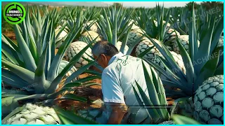 The Most Modern Agriculture Machines That Are At Another Level, How To Harvest Pineapples In Farm ▶6