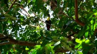 Toucan in the tree