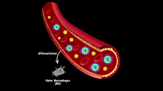 Where different macrophages come from?