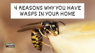 4 Reasons Why You Have Wasps in Your Home