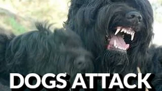 Black Russian Terrier attack !