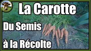 Une culture de carottes de A à Z au potager traditionnel. + Astuces  pour faciliter le désherbage !