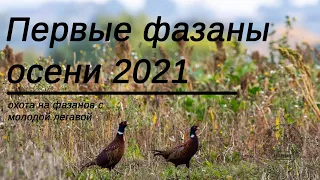 Первые фазаны 2021. Охота с молодой легавой