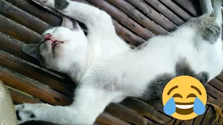 Try Not To Laugh Cats And Dogs Videos 😁 - Best Funniest Animals Video 2024 #25