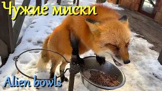 Алиса лиса. Лиса предпочитает чужие миски (Fox prefers other people's bowls).