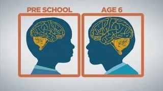 How baby brains develop