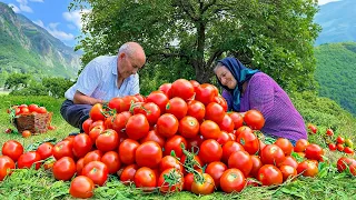 Harvesting A Lot of Fresh Tomatoes in the Mountains and Preserving for Winter!