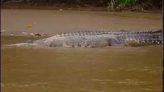 Kinabatangan River: Monster 5-meter-plus Saltwater Crocodile (Crocodylus porosus).