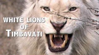 WHITE LIONS