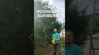 Стрижка можжевельника обыкновенного