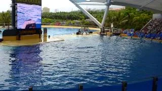 Loro Parque Whale Show (1080p HD)