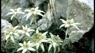 Stelutis Alpinis - (Sfumature Friulane)