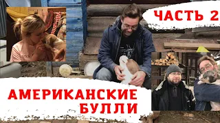 Американские булли в питомнике RussianDog - Часть 2