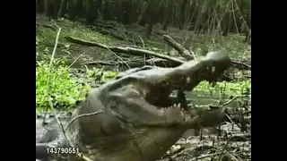 Шок  Крокодил їсть черепаху A crocodile eats a turtle #shorts