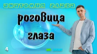 Роговица глаза человека