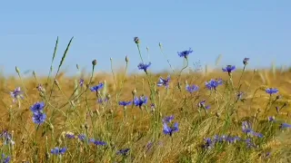 ❤ Зцілюючі звуки села/Живі звуки природи які надихають жити ДЯКУЮ ЗА ЛАЙКИ ТА ПЕРЕГЛЯД ВІДЕО❤