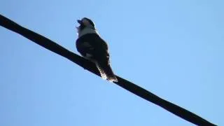 Laughing kookaburra outside our house