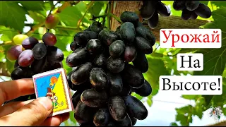 Урожай на высоте! Виноград Кишмиш Юпитер, Алвика и Отелло