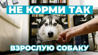 Кормление ВЗРОСЛЫХ собак: ТОП-10 ошибок, которые могут навредить вашему питомцу!