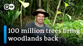 Indonesia: 100 million trees for Borneo | Global Ideas