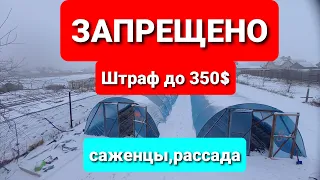 Беларусь. Запрещена продажа рассады физ.лицам