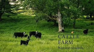 Cattle Farm Ambience | Animals Sounds | Black Screen | Powerful Morning Ambience | Wake Up | Calming