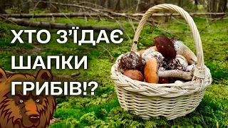 ЗБИРАЮ БІЛІ ГРИБИ У ВЕДМЕЖИХ МІСЦЯХ! 🐻 Трохи приблукала🙃 ПІДБЕРЕЗНИКИ🥰 ПІДОСИЧНИКИ😍 Збираю Гриби #75