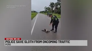 Police save sloth from oncoming traffic in Peru