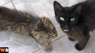 This Stray Mother Cat Brought Her Only Kitten to Me!