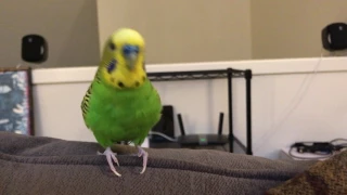 Kiwi The Parakeet Talking For Almost 2 Minutes