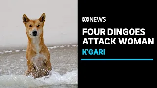 Woman attacked by four dingoes on K'gari (Fraser Island) | ABC News