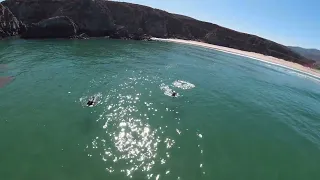 Playa Amarilla Región de Coquimbo Surfistas y lobo marino