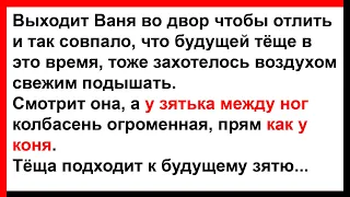 Тёща смотрит, а у зятя между ног, как у коня... Анекдоты! Юмор! Позитив!