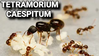 Обзор муравьёв Tetramorium caespitum.