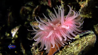 Beadlet anemone (Actinia equina)