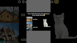 Yavru Kedi Evsiz, Kaç Like Gelirse O Eve Sahip Olcak🥺