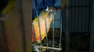 PARROT ARE HAPPY!! || #parrot #shortvideo #trending