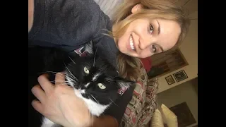 Cat politely asking to get petted