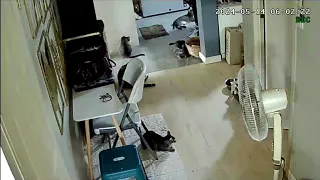 CCTV FOOTAGE: My Cats when we're not home | See you soon kitties