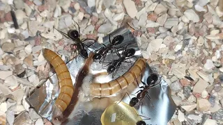 Ants Feeding - Camponotus ligniperda