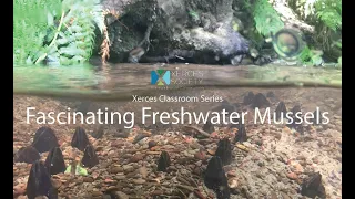 Xerces Classroom for Youth: Fascinating Freshwater Mussels