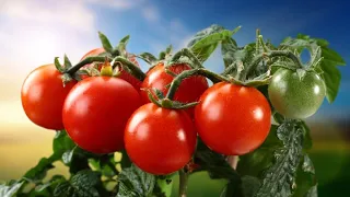 #Помідори🍅🍅🍅,які буду сіяти одразу у відкритий грунт і які 🍅на розсаду,чому так рано#розсада.