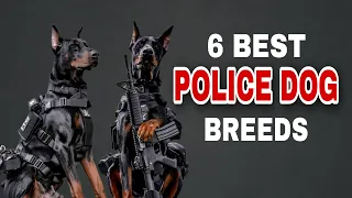 6 Amazing Police Dog Breeds | Guardians of Security with Four Paws