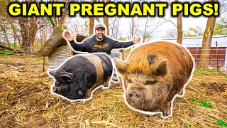 I Bought RARE PREGNANT PIGS for My BACKYARD FARM!!!