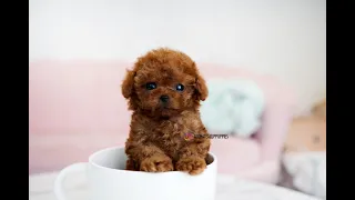 Red teacup poodle😻😻DEAN❤ - Aloha Teacup Puppies