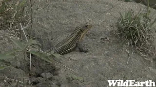 WildEarth - Sunset Safari - 25 July 2023